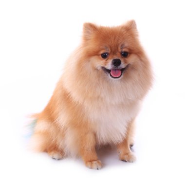 kahverengi Pomeranya köpeği beyaz zemin üzerine sevimli hayvan izole.