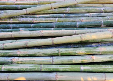 Yeşil Bambu yapımı sanayî için