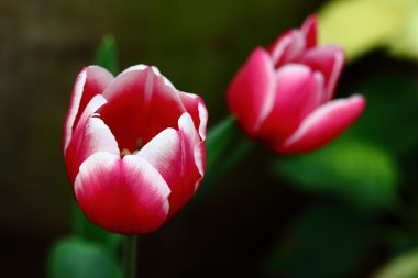 красивий червоний tulip квітка тюльпана садові поля