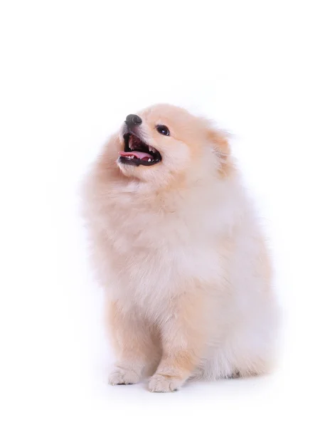 Cachorro branco pomeranian, animal de estimação bonito — Fotografia de Stock