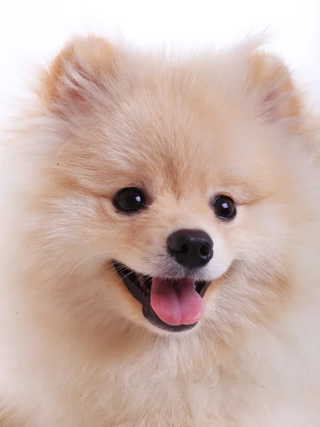 Cachorro blanco de pomerania perro, mascota linda —  Fotos de Stock