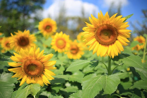 Beautiful sunflowers in field — Stock Photo, Image