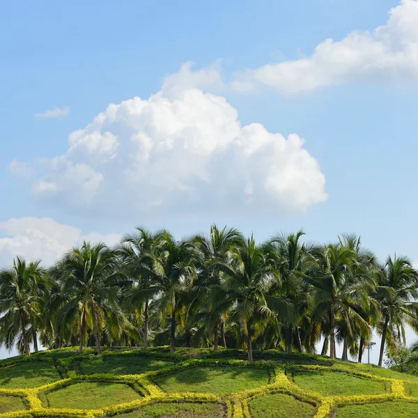 Кокосові пальми під блакитним небом — стокове фото