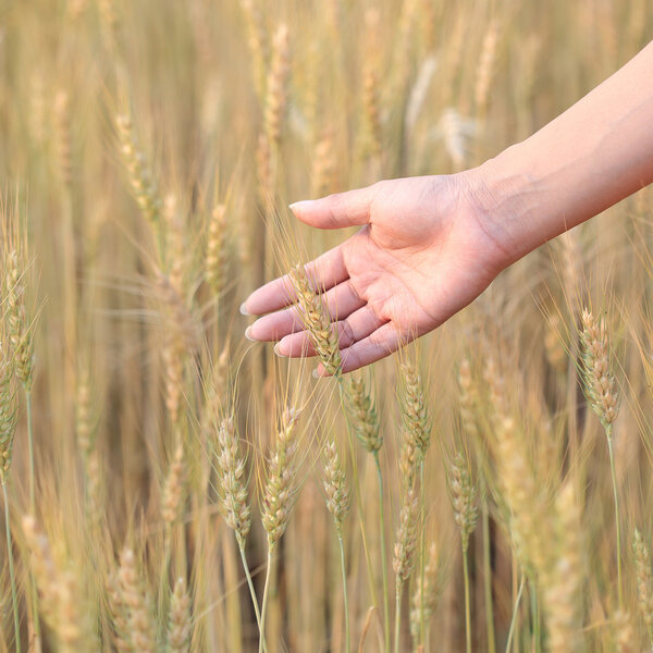 Ячменное поле сельского хозяйства

