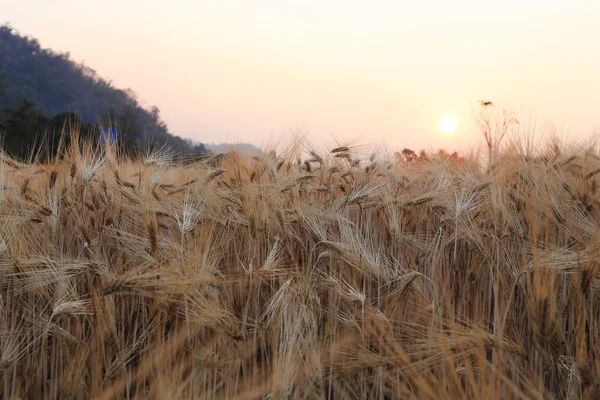 Barley field of agriculture rural scene — Stock Photo, Image