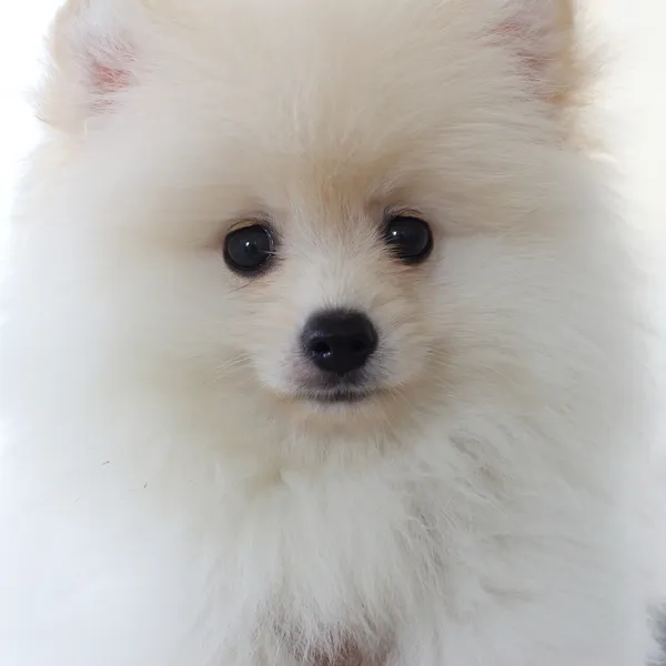 Witte Pommeren puppy hondje, schattig huisdier — Stockfoto