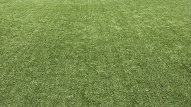 yeşil çim çim dokusu arka plan