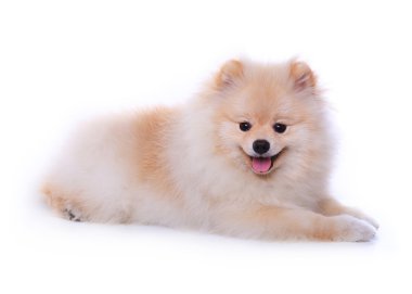 Beyaz pomeranian köpek, sevimli evcil hayvan