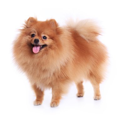 Pomeranya köpeği beyaz zemin üzerine evde şirin evde beslenen hayvan izole.