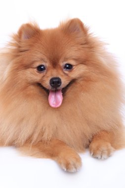 kahverengi Pomeranya köpeği beyaz zemin üzerine sevimli hayvan izole.
