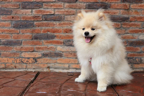Cane cucciolo pomerania, simpatico animale domestico — Foto Stock