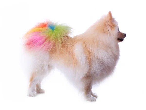 分離されたカラフルな尻尾の毛づくろい白いポメラニアン犬 — ストック写真