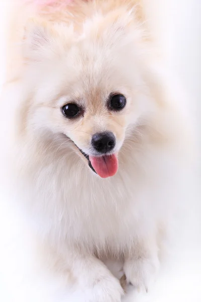 Cachorro branco pomeranian, animal de estimação bonito — Fotografia de Stock