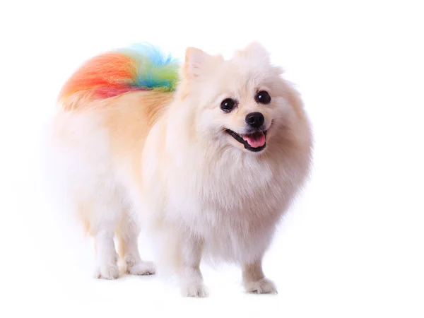 Bianco pomerania cane governare coda colorata isolato — Foto Stock