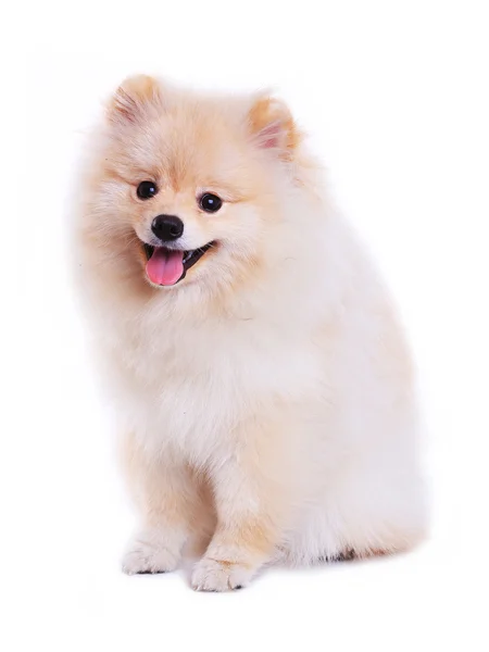 Witte Pommeren puppy hondje geïsoleerd op witte achtergrond — Stockfoto