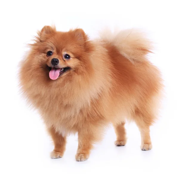 Cão pomeranian isolado no fundo branco, animal de estimação bonito em casa — Fotografia de Stock