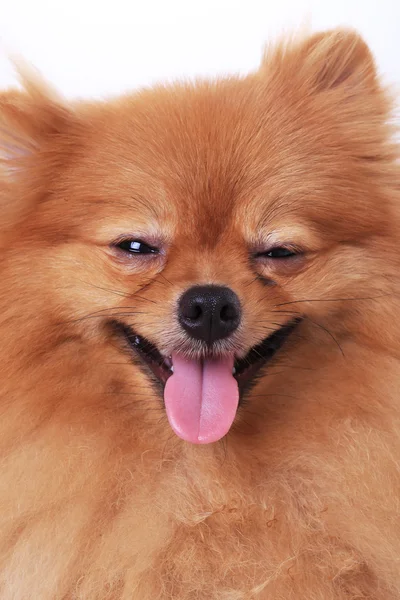 Pomerania perro, de cerca la cara — Foto de Stock