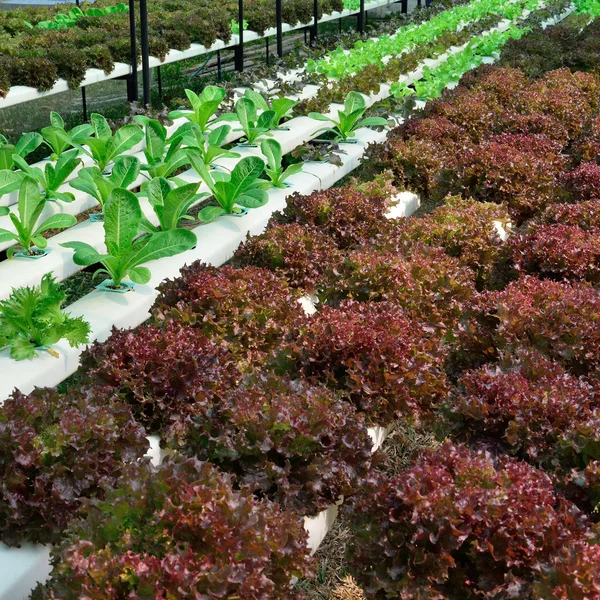 Lechuga verde, cultivo hidropónico verdura verde en la granja — Foto de Stock