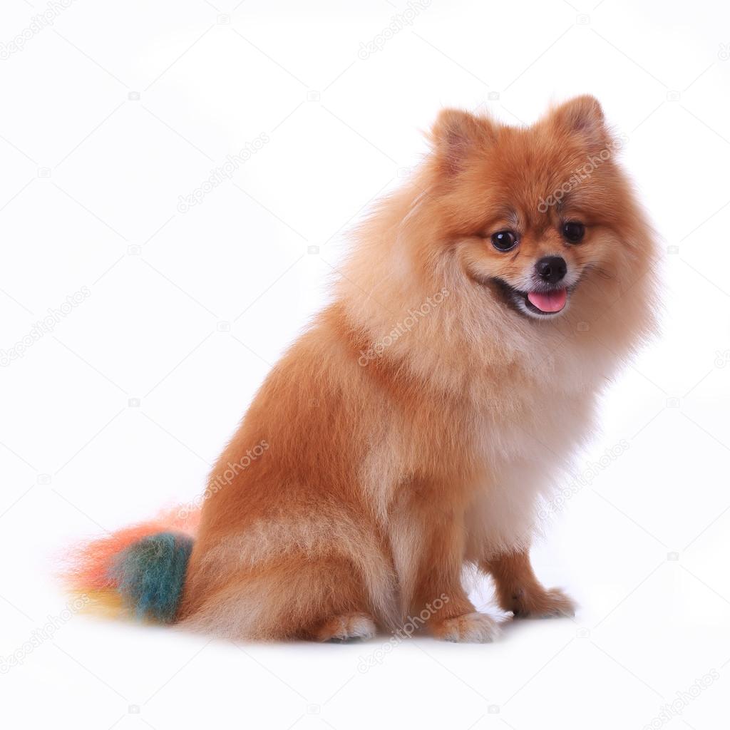 Brown pomeranian dog isolated on white background, cute pet