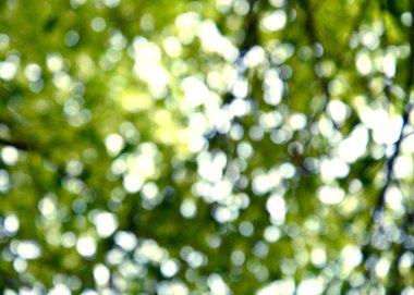 yeşil doğal ışık bokeh arka plan