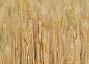 Tarım kırsal sahne, altın pirinç tarlaları arpa alanı
