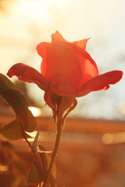 güneş ışığı kırmızı gül çiçek