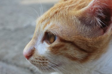 kedi yüz detay