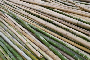 Yeşil Bambu yapımı sanayî için