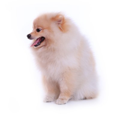 Beyaz pomeranian köpek, sevimli evcil hayvan