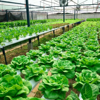 yeşil salata, çiftlikte ekimi suda yeşil sebze