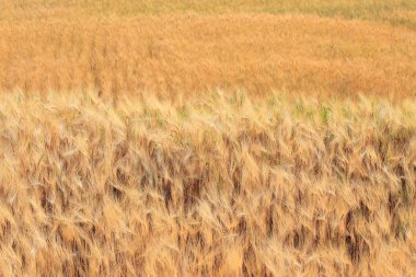 Tarım kırsal sahne alanının arpa