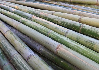 Yeşil Bambu yapımı sanayî için