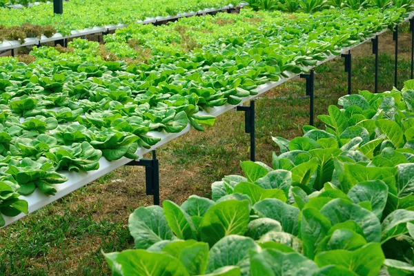 Lechuga verde, cultivo hidropónico verdura verde en la granja — Foto de Stock