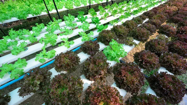 Groene sla, teelt hydrocultuur groene groente in boerderij — Stockfoto