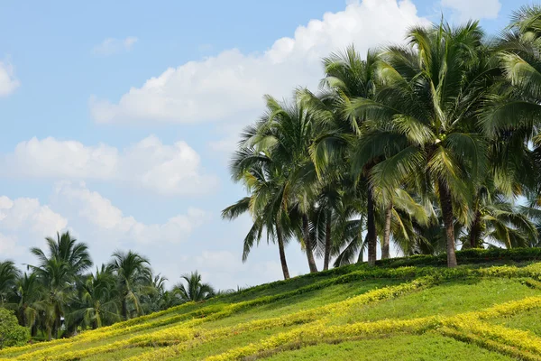 Кокосовые пальмы под голубым небом — стоковое фото