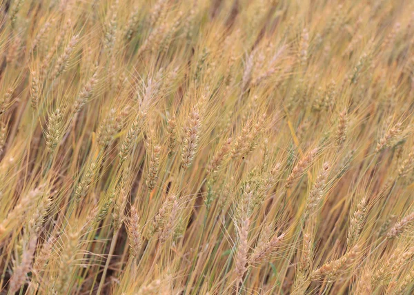 Barley field of agriculture rural scene — Stock Photo, Image