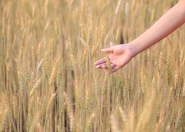 Hand woman touch barley field of agriculture rural scene — Stock Photo, Image