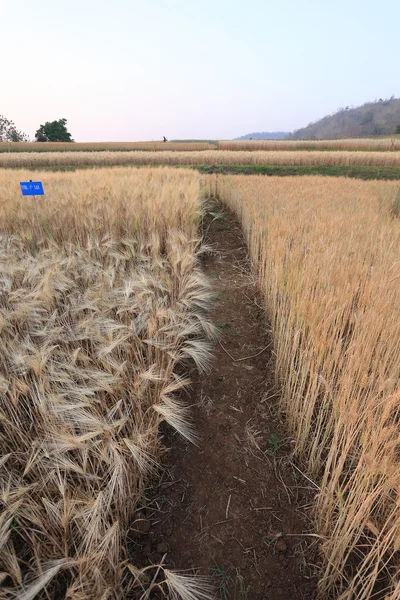 Gerstenfeld der bäuerlichen Landwirtschaft — Stockfoto