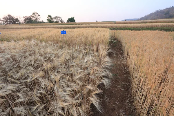 Campo de cebada de la agricultura escena rural — Foto de Stock