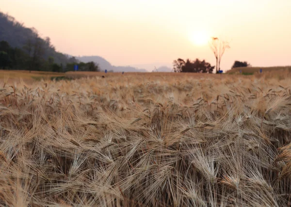 Korn fältet av jordbruk landsbygdens scen — Stockfoto