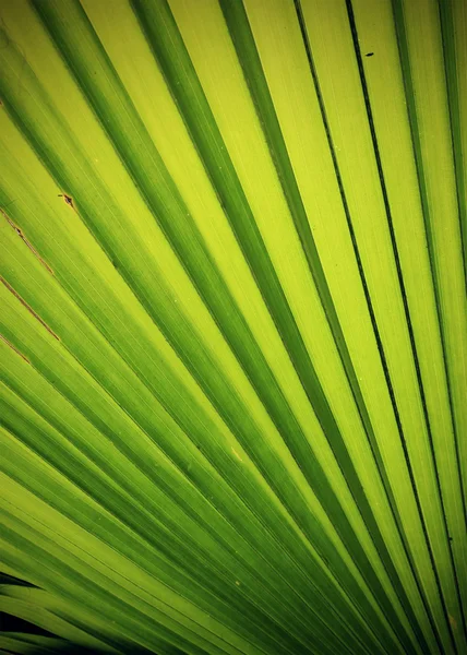 Natur Hintergrund, grüne Palmblatttextur — Stockfoto