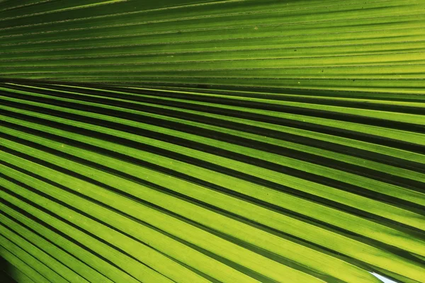 Fond nature, texture de feuille de palmier vert — Photo