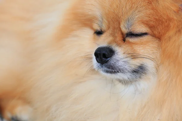 Brun pomeranian hund sova i hem — Stockfoto