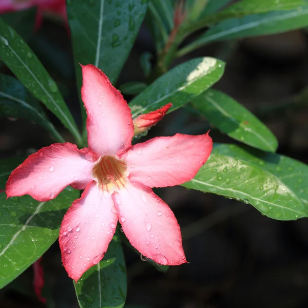 Fiori rosa con gocce d'acqua su petalo, fiori rosa del deserto — Foto Stock