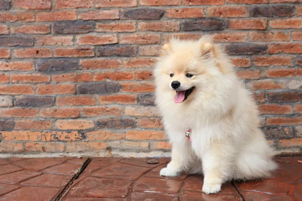 Pomeranian köpek, sevimli evcil hayvan