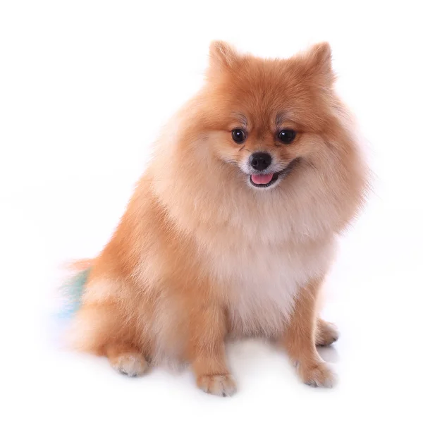 Brun pomeranian hund isolerad på vit bakgrund, söta husdjur — Stockfoto