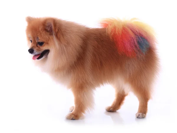 Brown pomerania cane governare coda colorata isolato — Foto Stock