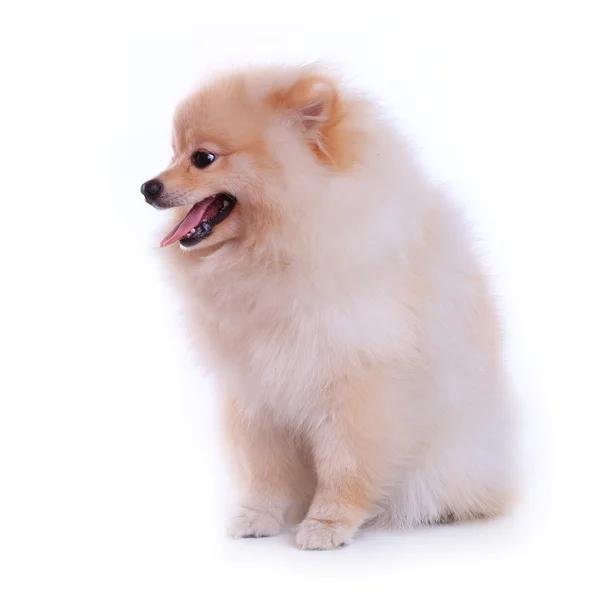 Cucciolo di cane bianco pomerania, simpatico animale domestico — Foto Stock