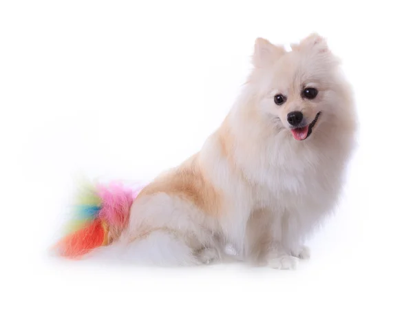 Bianco pomerania cane governare coda colorata isolato — Foto Stock