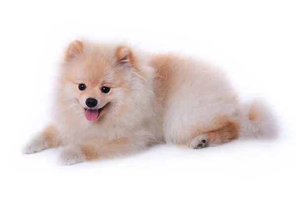 Bílé špicl štěně psa, roztomilé zvířátko — Stock fotografie